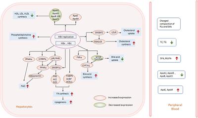 Multifaceted Interaction Between Hepatitis B Virus Infection and Lipid Metabolism in Hepatocytes: A Potential Target of Antiviral Therapy for Chronic Hepatitis B